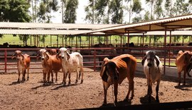 Catálogo do 5º Leilão Genética de Berço já está disponível