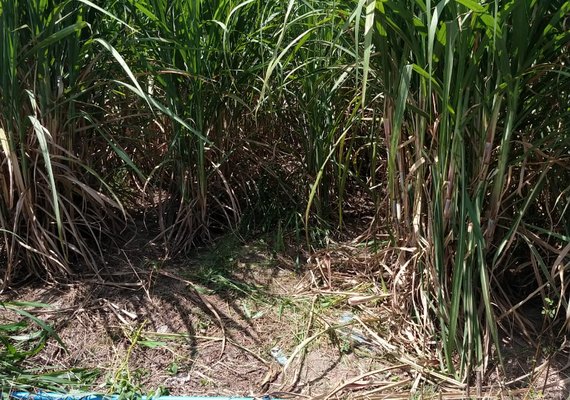 Projeto de irrigação aumenta produção do plantio da cana