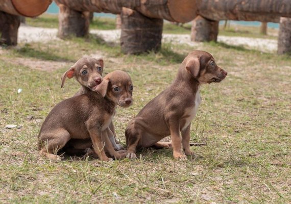 Gabinete da Causa Animal realiza Feira de Adoção nesse domingo (06)