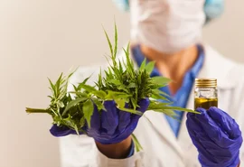 PL que autoriza uso da cannabis medicinal em Alagoas é aprovado em 1ª votação na Assembleia