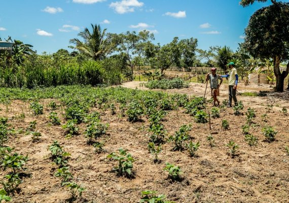 Produtos da agricultura familiar de Penedo vencem chamada pública do Ifal