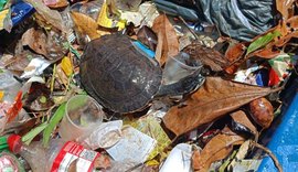 Tartaruga é resgatada em meio a lixo do mar de Maceió