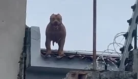 Pitbull sobe em telhados e aterroriza moradores no Centro de Arapiraca