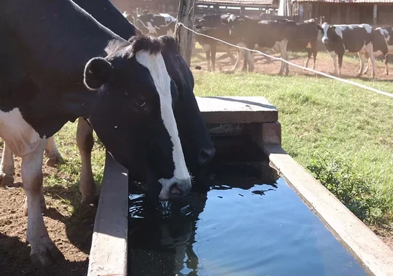 Nutrição eficiente ajuda a prevenir impacto de doenças relacionadas a transição das vacas leiteiras