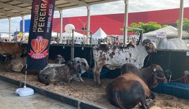 72ª Expoagro realiza única oferta de gado leiteiro da exposição neste sábado (29)