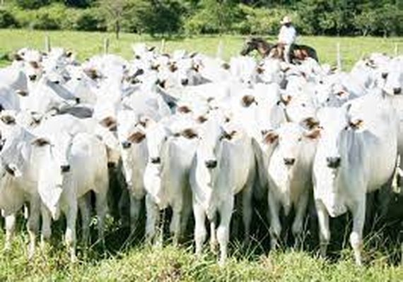 Rebanho bovino no Brasil é menor que o esperado, aponta estudo divulgado por associação