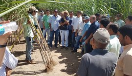 Pindorama apresenta técnica de aumento da produtividade do canavial