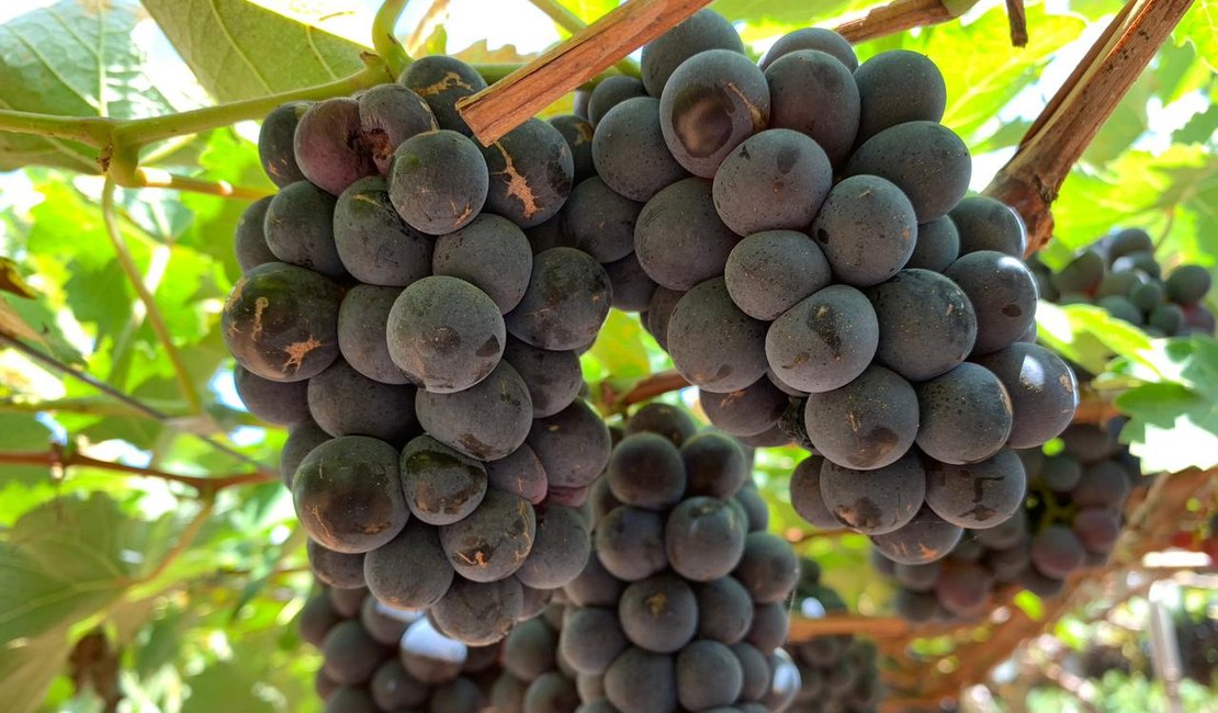 Produtor do Sertão de Alagoas  inova e colhe 20 toneladas de uva por safra na região