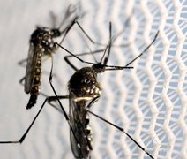 Vacina contra a dengue do Butantan pode beneficiar saúde global