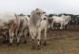 Rebanhos Varrela e Santa Nazaré promovem raça nelore em leilões