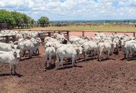 Governo adota novas regras para exportação de carnes à União Europeia