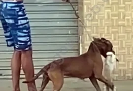 Homem que passeava com pitbull e matou gato é denunciado pelo Ministério Público