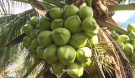 Vídeo mostra como coco da Amazônia vira produtos da Sococo em Maceió e viraliza