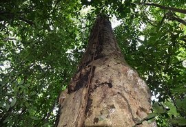 Pesquisadores descobrem nova espécie de árvore em Alagoas que só tem na Floresta Amazônica