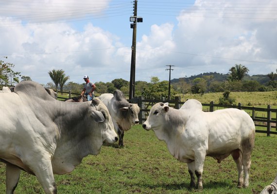 Leilão Nelore IBC realiza apresentação do rebanho nesta quinta (23)
