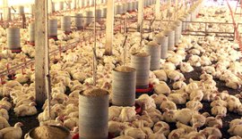 Brasil deve retomar exportações de frango e mel para União Europeia em breve