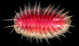 Conheça as estranhas criaturas que devoram baleias no fundo do mar