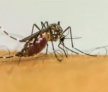 Brasil tem quase 4 milhões de casos prováveis de dengue