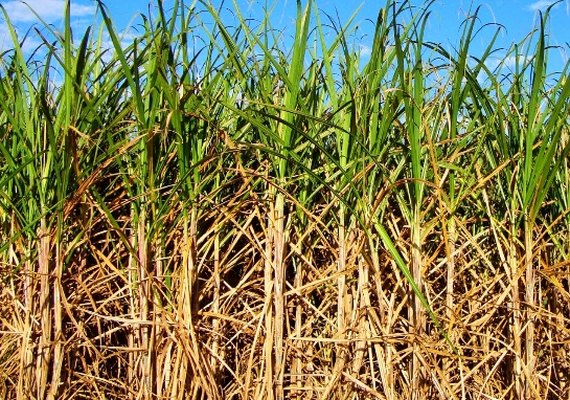 CNA discute alternativas para potencializar setor sucroenergético