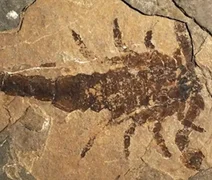 Fóssil revela um dos maiores escorpiões da história da Terra