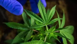 Justiça autoriza farmácia de Arapiraca a comercializar remédios à base de cannabis