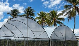 Seagri entrega novas estufas agrícolas para fortalecer a fruticultura alagoana