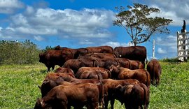 4º Leilão Três Histórias traz variedade do santa gertrudis, nelore e guzerá