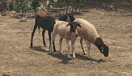 Mortes de animais sem sangue assustam comunidade em Alagoas