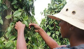 Bactérias beneficiam o cultivo de pimenta-do-reino e podem reduzir o uso de produtos químicos
