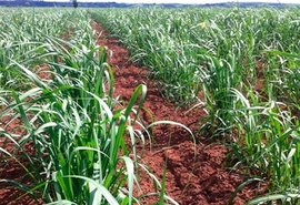 Manejo da cana com inteligência artificial é destaque no Congresso Nacional de Bioenergia