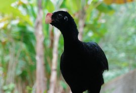 Ave símbolo de Alagoas pode voltar a natureza após 40 anos de extinção