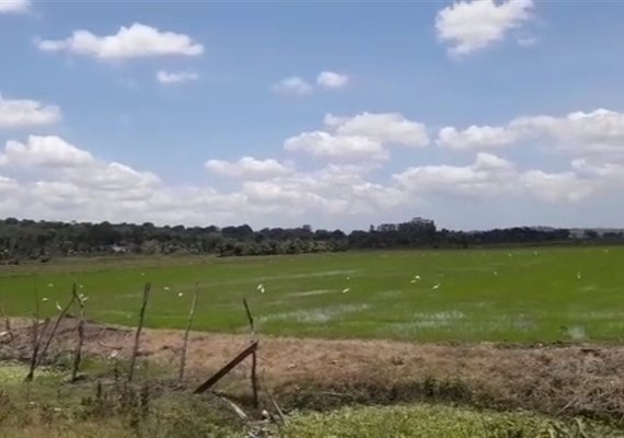 Coobapi estimula rizicultura na agricultura familiar em Igreja Nova