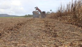 Estiagem prolongada desafia produtores de cana em Alagoas