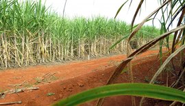 Etanol deve alcançar recorde de produção com 33,58 bilhões de litros