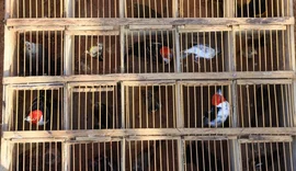FPI do Rio São Francisco resgata 26 animais silvestres vítimas de maus-tratos em feira livre