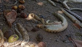 Centenas de peixes aparecem mortos na lagoa Mundaú