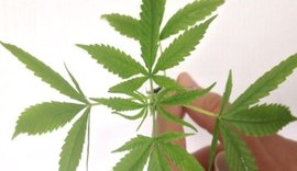 Estados dos EUA aprovam legalização de maconha