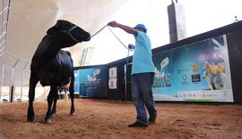 Animais  do Mais Leite estão prontos para atender pecuária leiteira