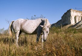 Placa dental da Idade do Ferro revela dieta dos citas, aponta estudo