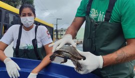 Cágados são resgatados após fugirem do Riacho Salgadinho devido às fortes chuvas