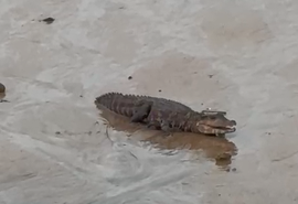 Vídeo: Jacaré é avistado por moradores em praia de Riacho Doce