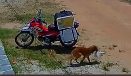 Vídeo: cachorro 'rouba' marmita de entregador e viraliza nas redes sociais