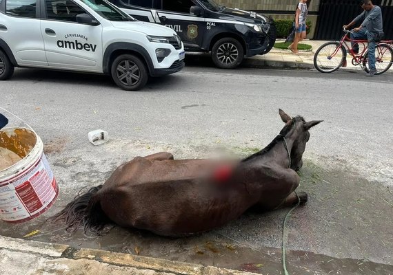 Homem que chicoteou égua e abandonou animal em Maceió vai responder por maus-tratos