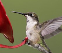Beija-flores consomem álcool presente naturalmente no néctar, revela estudo