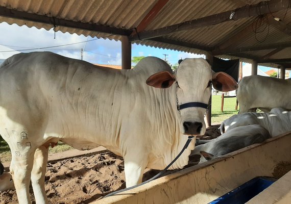 72ª Expoagro Alagoas vai reunir cadeias produtivas da agropecuária em Maceió