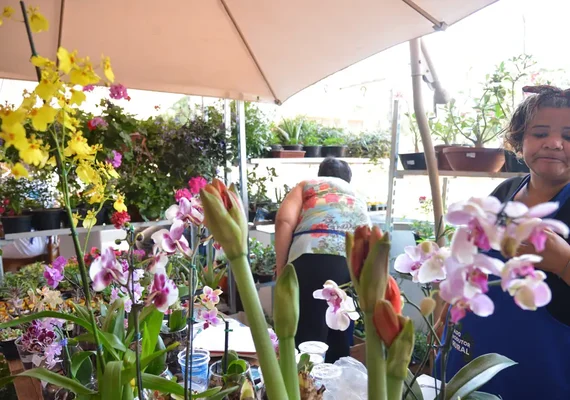 Desenrola para MEI e micro e pequenas empresas começa nesta segunda