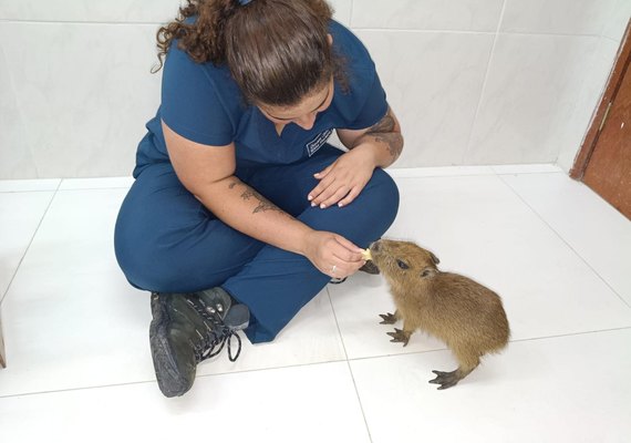 Filhote de capivara resgatado em Alagoas é transferido para zoológico em Fortaleza