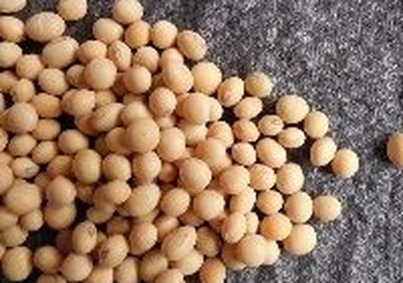 Valor da Produção Agropecuária está estimado em R$ 562,4 bi