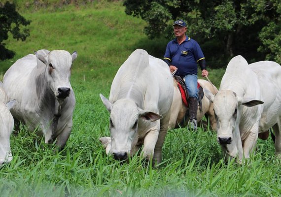 Leilão Mega Touros é investimento seguro e de retorno certo