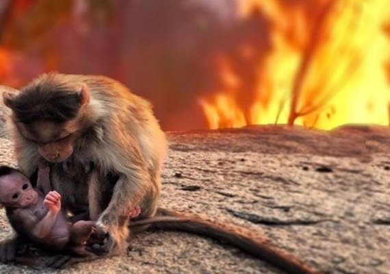 Focos de incêndio no Pantanal registram números históricos